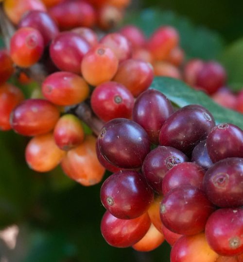 Coffee Tour, en Los Naranjos, El Salvador.
